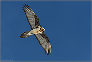 gegen den tiefblauen Himmel... Bartgeier *Gypaetus barbatus*