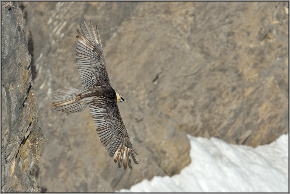 im Gleitflug... Bartgeier *Gypaetus barbatus*