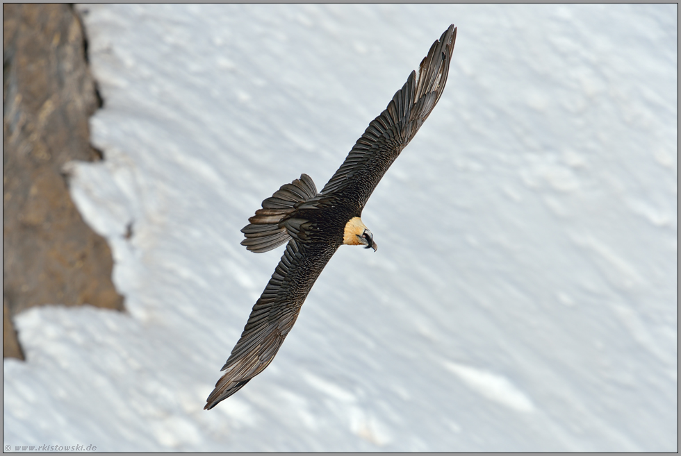 Kurvenlage... Bartgeier *Gypaetus barbatus*