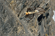 wunderschön und beeindruckend zugleich... Bartgeier *Gypaetus barbatus*