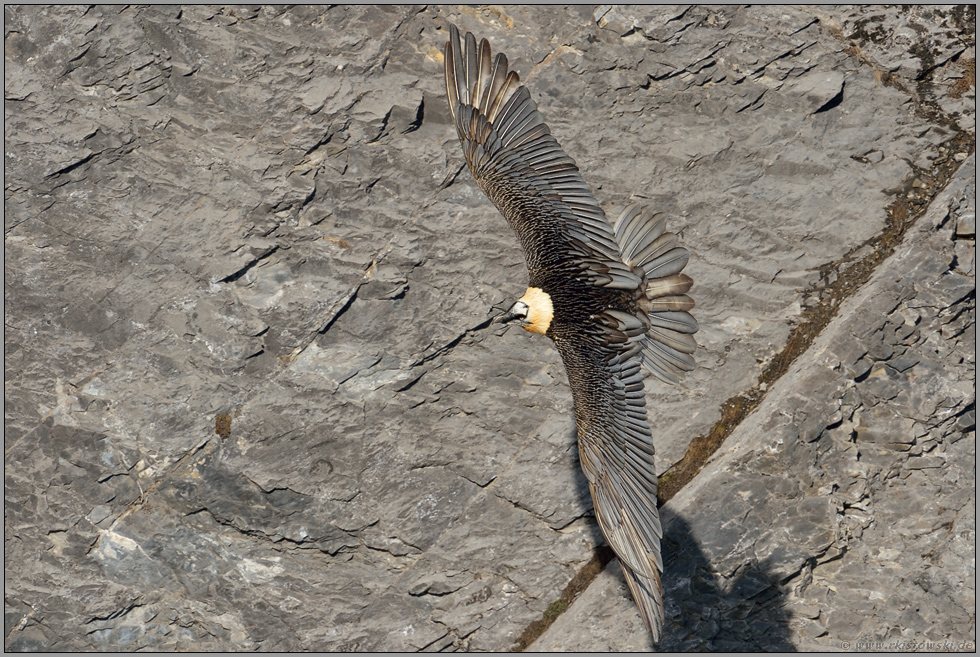 kunstvolle Flieger... Bartgeier *Gypaetus barbatus*
