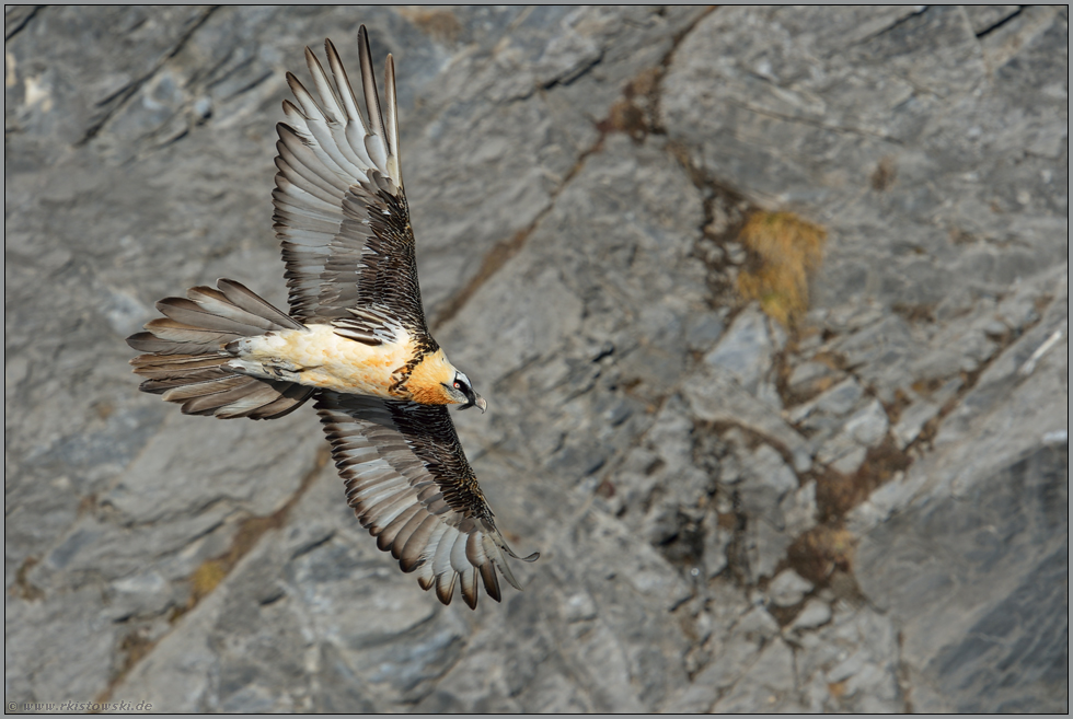 spezialisiert... Bartgeier *Gypaetus barbatus*