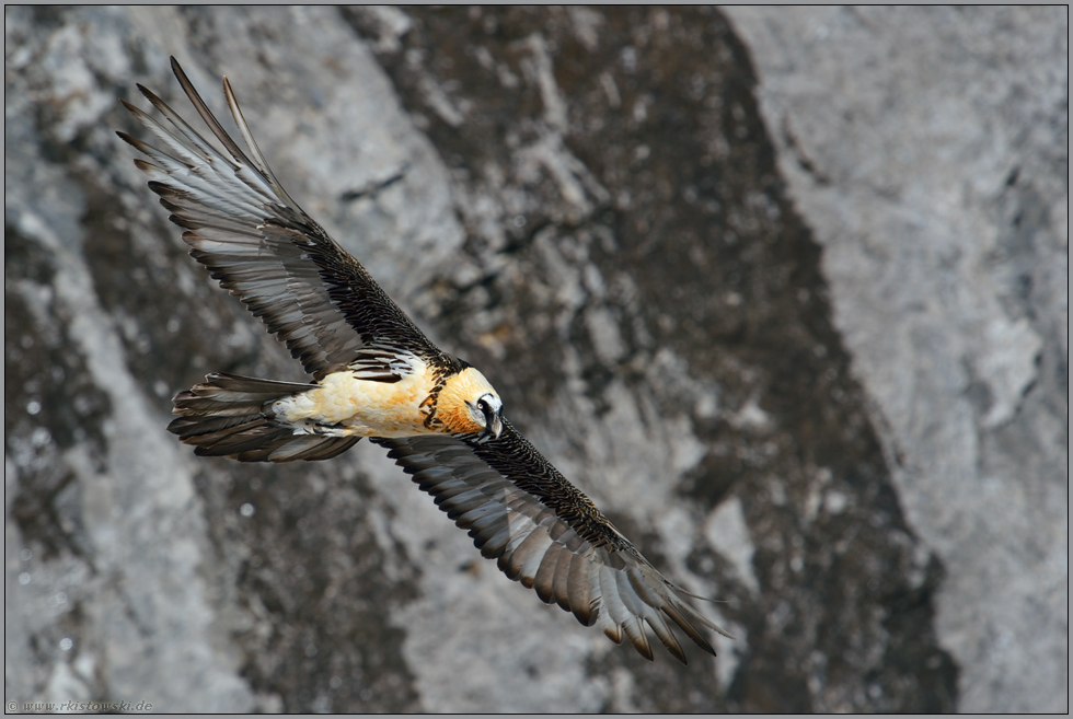 majestätisch... Bartgeier *Gypaetus barbatus*