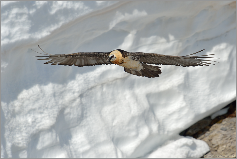 beeindruckend... Bartgeier *Gypaetus barbatus*