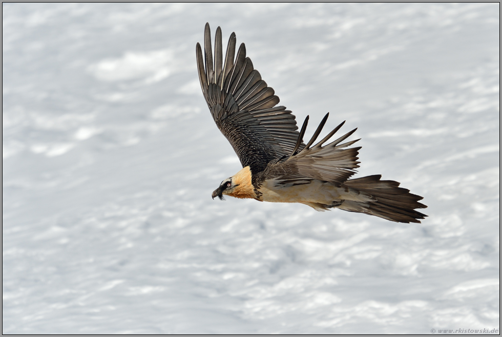 im Schlagflug... Bartgeier *Gypaetus barbatus*