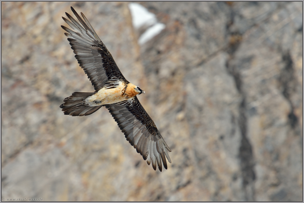 kreisend... Bartgeier *Gypaetus barbatus*