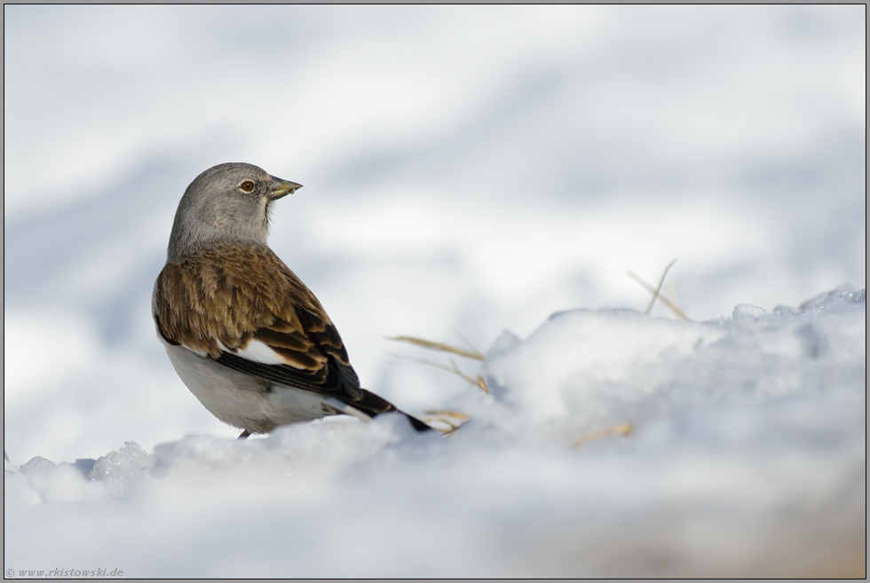 aufmerksam... Schneesperling *Montifringilla nivalis*