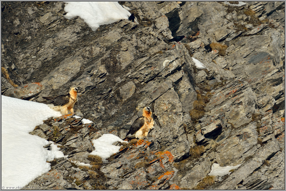 Seltenheiten unter sich... Bartgeier und Alpenkrähe *Gypaetus barbatus*