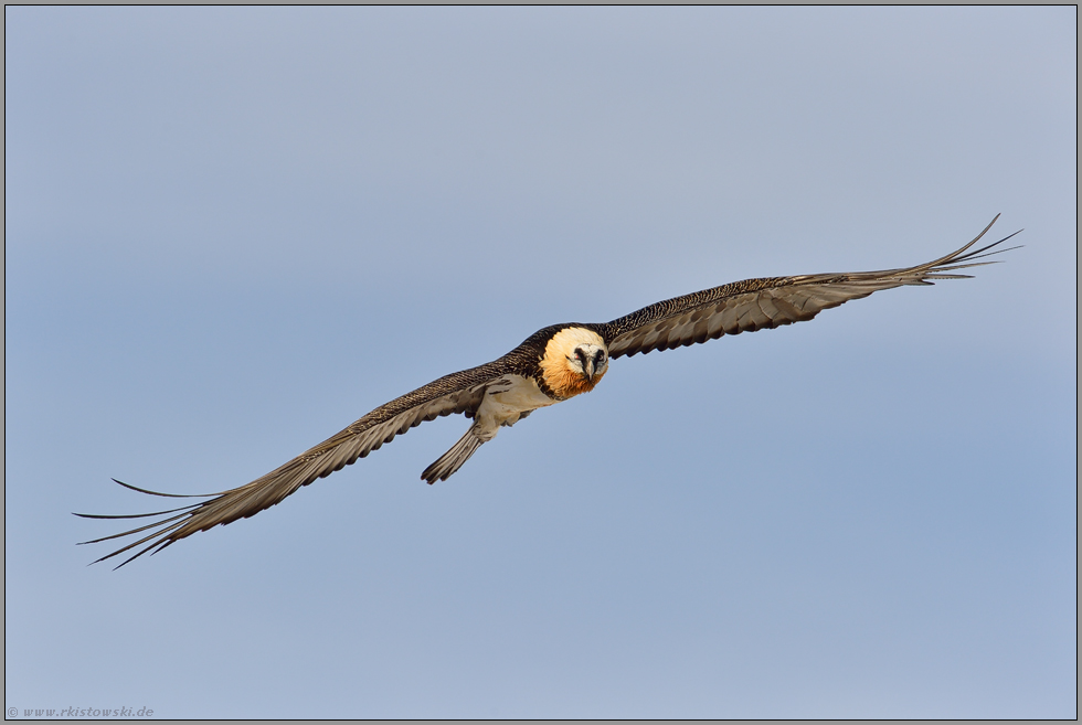 neugierig... Bartgeier *Gypaetus barbatus*