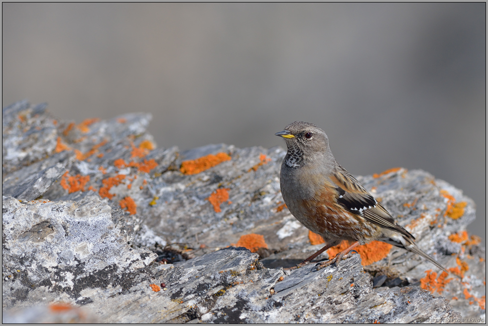 Überlebenskünstler... Alpenbraunelle  *Prunella collaris*