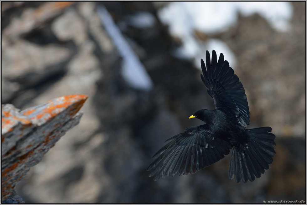 elegante Flugkünstler... Alpendohle *Pyrrhocorax graculus*