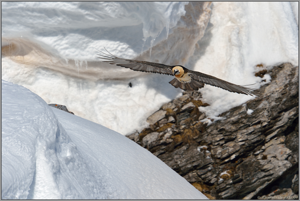 Schneemassen und Ernährungsgewohnheiten... Bartgeier *Gypaetus barbatus*