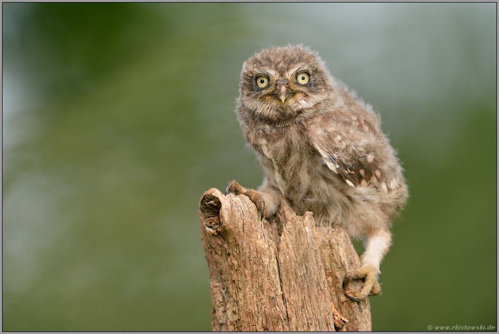 kleiner Kauz, ganz groß... Steinkauz *Athene noctua*