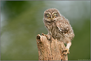 kleiner Kauz, ganz groß... Steinkauz *Athene noctua*