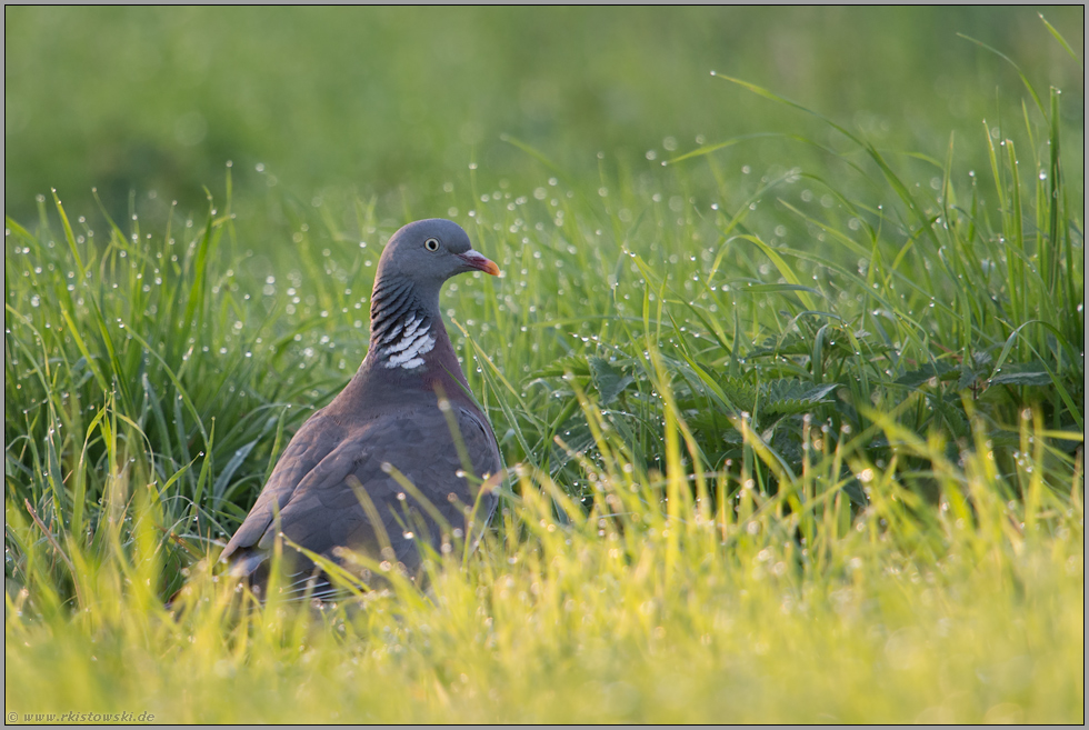 nach dem großen Regen... Ringeltaube *Columba palumbus*