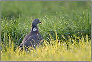 nach dem großen Regen... Ringeltaube *Columba palumbus*