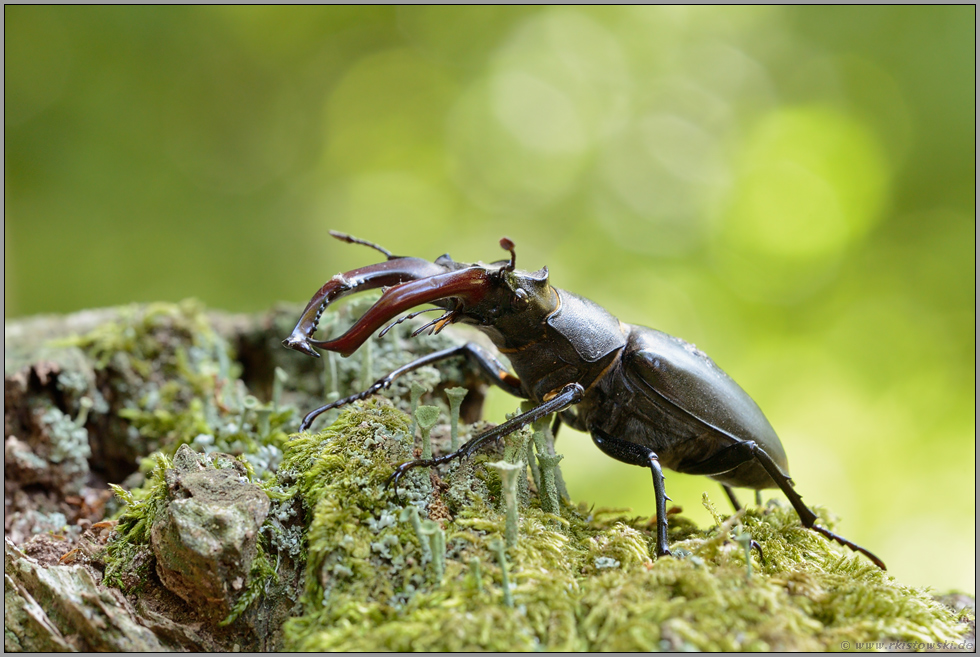 am Altholz... Hirschkäfer *Lucanus cervus*