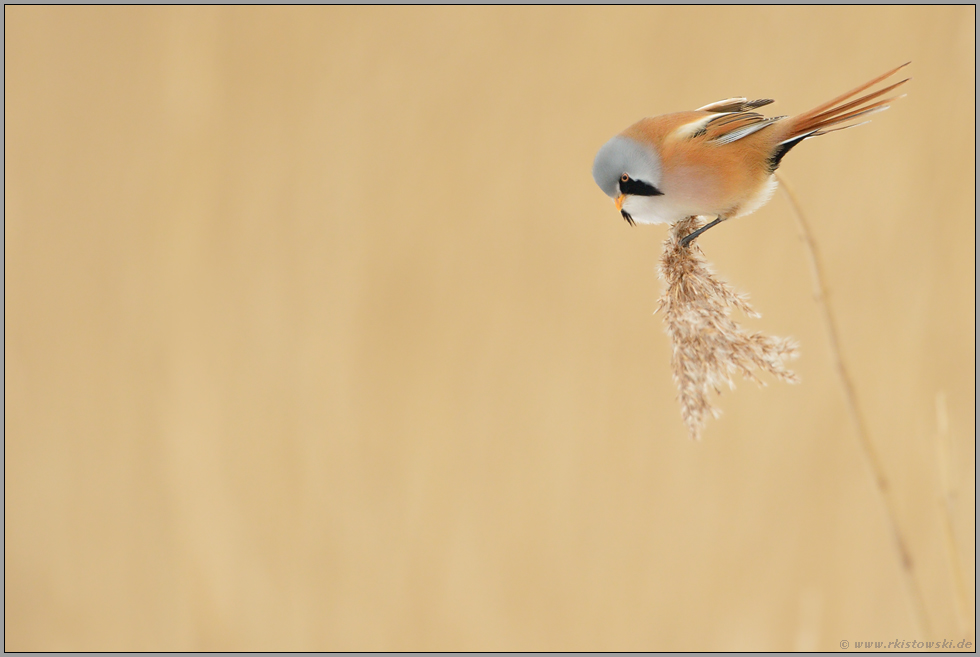 ein einzelner Halm... Bartmeise *Panurus biarmicus*