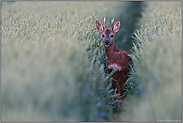 ein Bock... Rehbock *Capreolus capreolus*