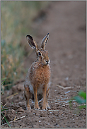 unentschieden... Feldhase *Lepus europaeus*