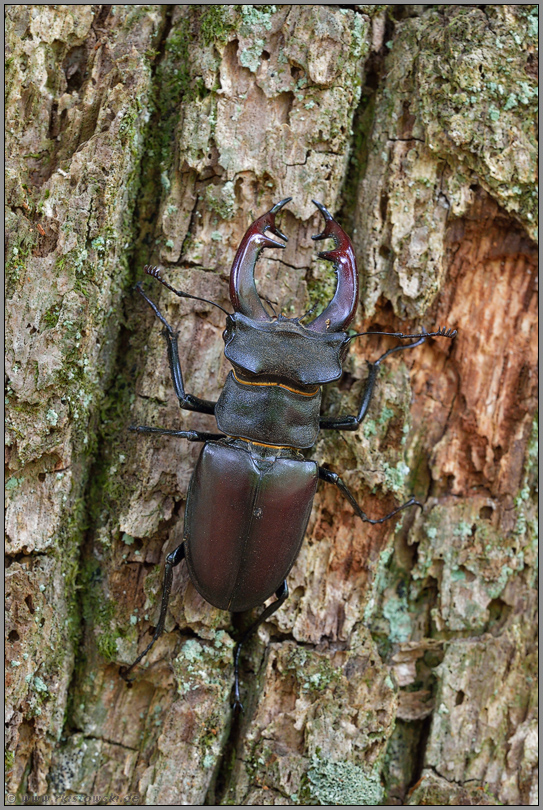 im typischen Lebensraum... Hirschkäfer *Lucanus cervus*