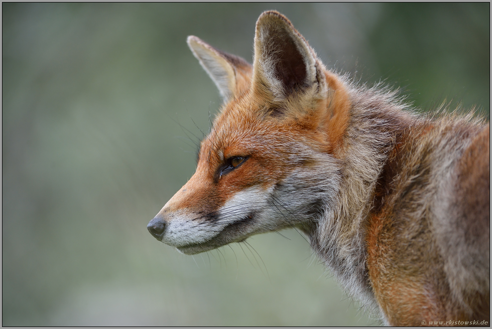 kritische Blicke... Rotfuchs *Vulpes vulpes*