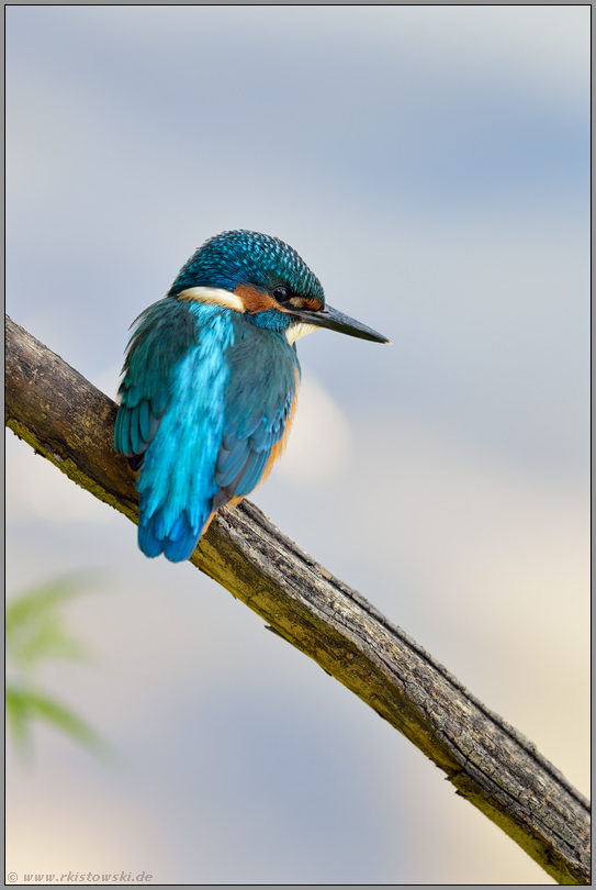 wenige Tage später... Eisvogel *Alcedo atthis*