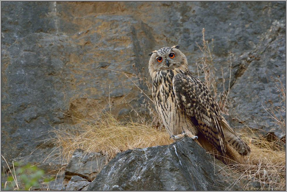 Junior... Europäischer Uhu *Bubo bubo*