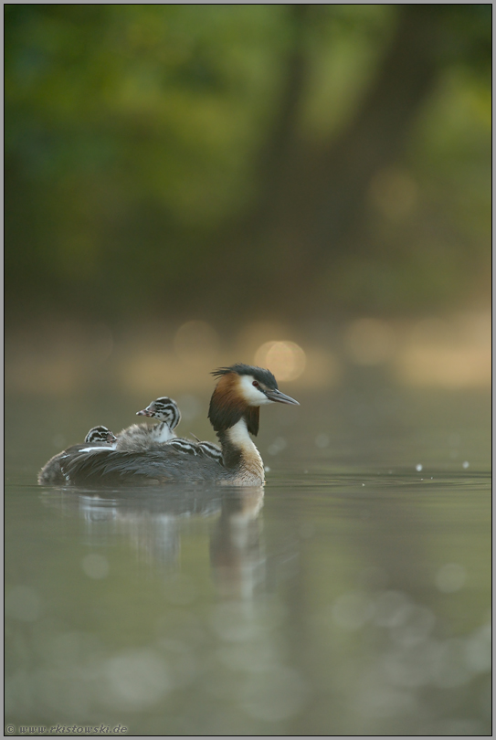 huckepack... Haubentaucher *Podiceps cristatus*