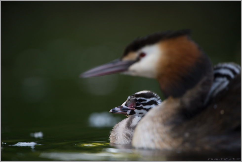 gut behütet... Haubentaucher *Podiceps cristatus*