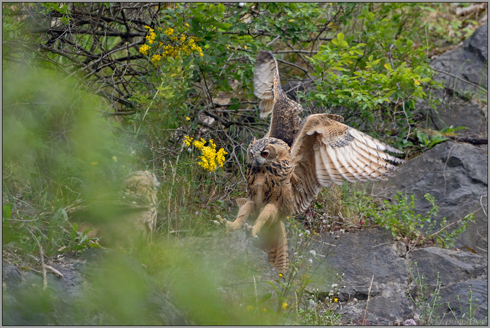 ein Uhu und noch ein Uhu... Europäischer Uhu *Bubo bubo*