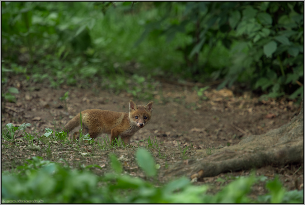 und schon auf der Hut... Rotfuchs *Vulpes vulpes*