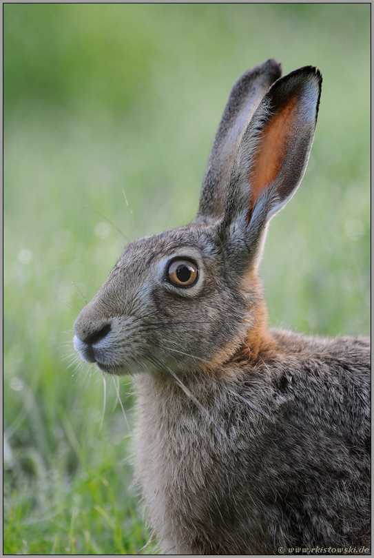 Feldhasenportrait... Feldhase *Lepus europaeus*