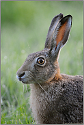 Feldhasenportrait... Feldhase *Lepus europaeus*