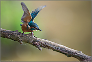 vergeblich bettelnd... Eisvogel *Alcedo atthis*