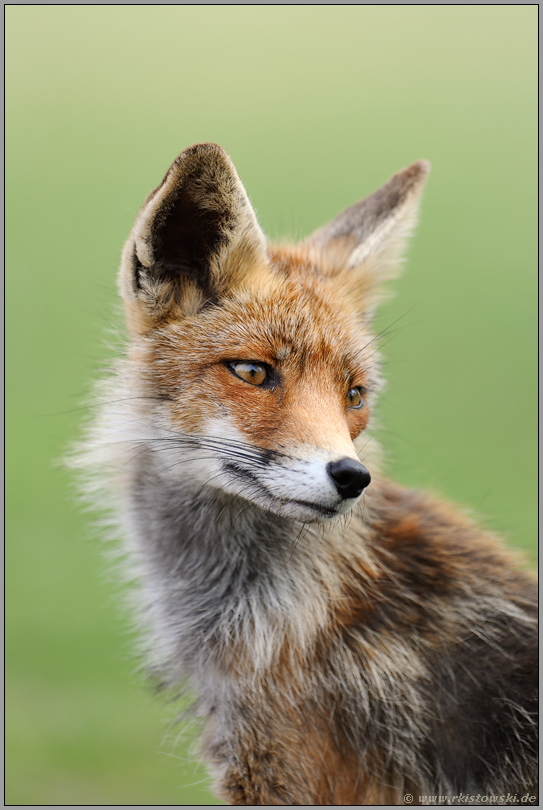 Fuchsportrait... Rotfuchs *Vulpes vulpes*