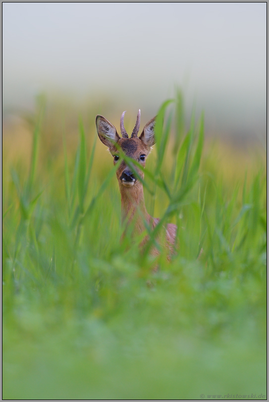 im Schilf... Rehbock *Capreolus capreolus*