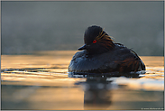 im Lichtspot... Schwarzhalstaucher *Podiceps nigricollis*