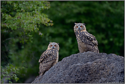 unter Beobachtung... Europäischer Uhu *Bubo bubo*