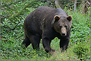 im Gehölz... Europäischer Braunbär *Ursus arctos*