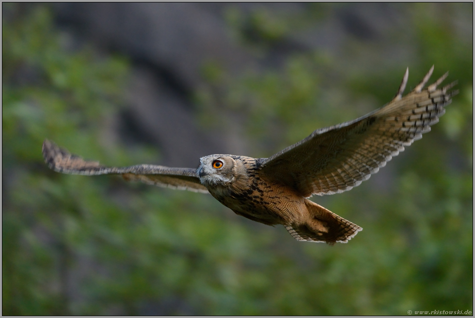 lautloser Gleitflug... Europäischer Uhu *Bubo bubo*