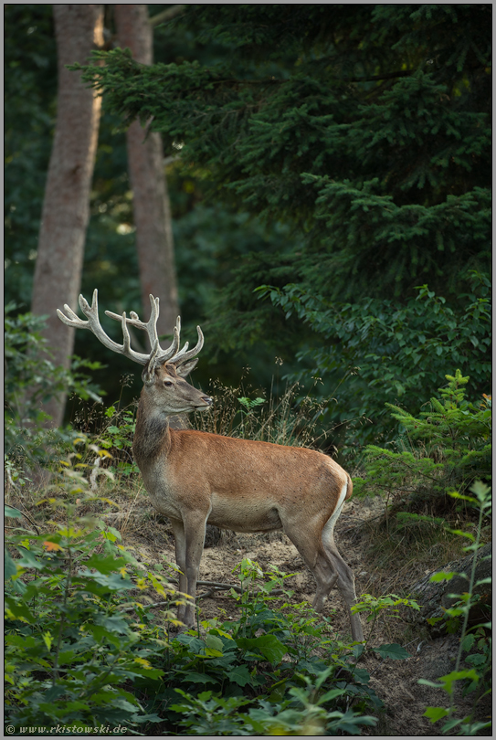 4-jährig... Basthirsch *Cervus elaphus*