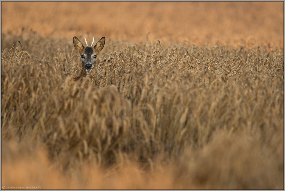 bei der Äsung... Rehbock *Capreolus capreolus*