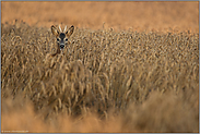 bei der Äsung... Rehbock *Capreolus capreolus*