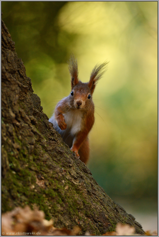 nieschgierig... Europäisches Eichhörnchen *Sciurus vulgaris*