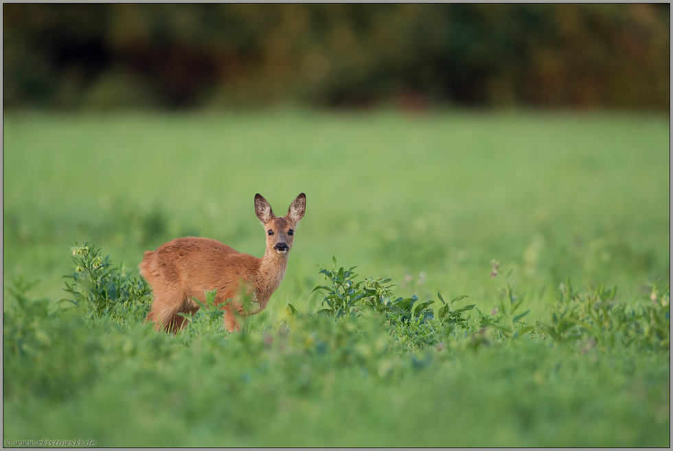 noch klein, aber allein... Rehkitz *Capreolus capreolus*