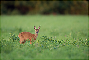 noch klein, aber allein... Rehkitz *Capreolus capreolus*