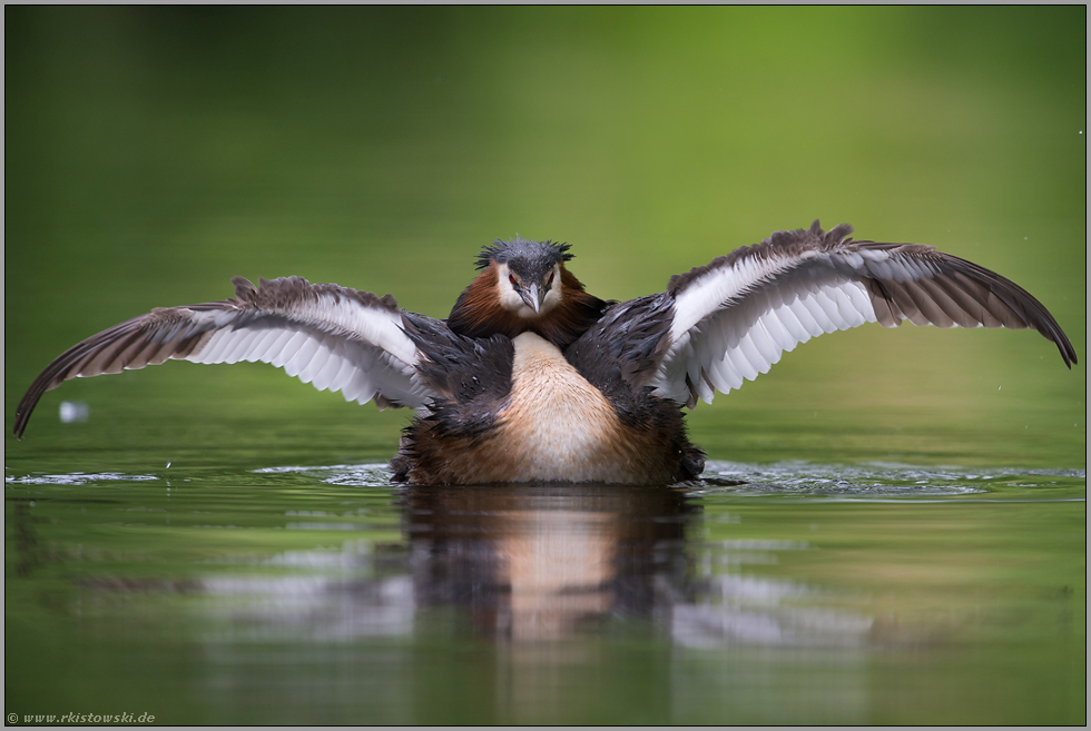 sooo groß... Haubentaucher *Podiceps cristatus*