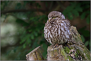 in einer Kopfesche... Steinkauz *Athene noctua*