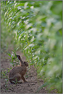 vor'm Maisdschungel...  Feldhase *Lepus europaeus*